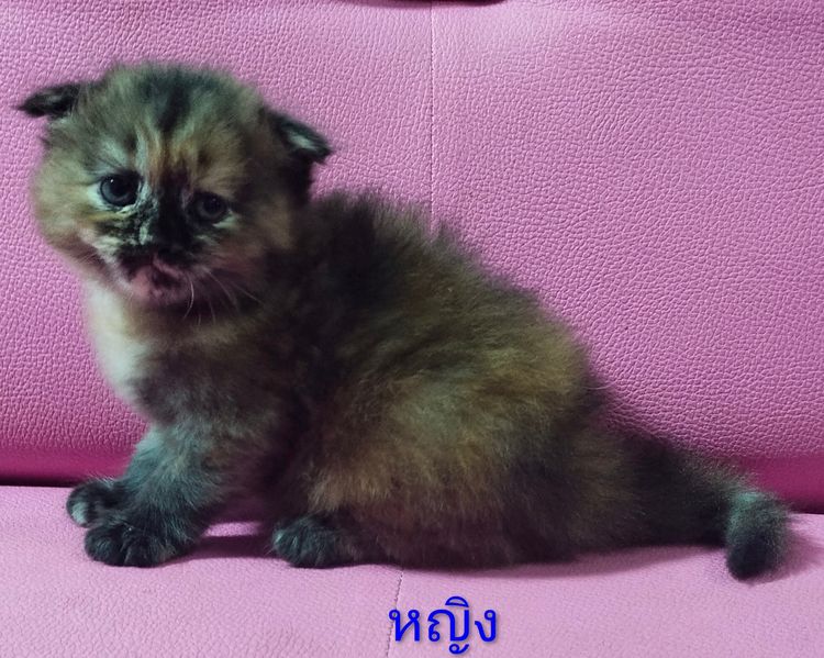 ขายแมวสก๊อตติส รูปที่ 5
