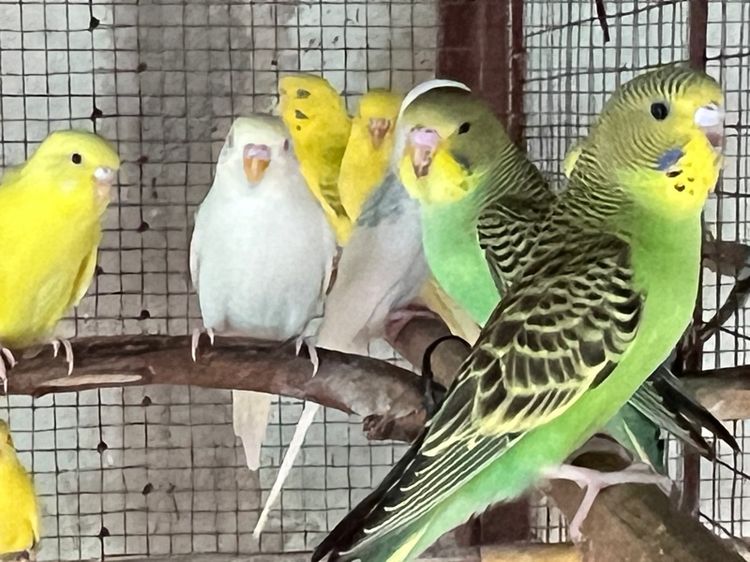 หงส์หยก รูปที่ 2