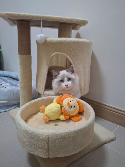 แรคดอร์ขาสั้น