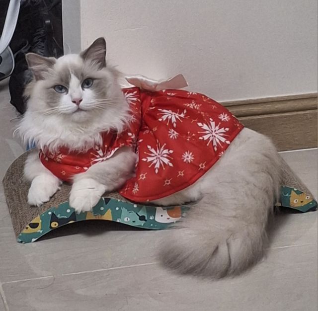 แรคดอร์ขาสั้น รูปที่ 3