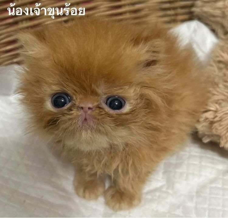 เด็กชายส้มเอ็กโซติกLh รูปที่ 2