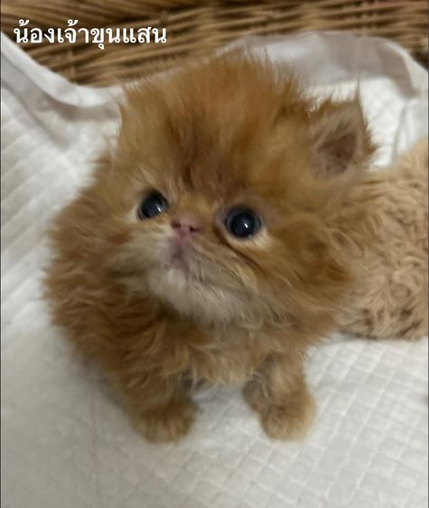 เด็กชายส้มเอ็กโซติกLh รูปที่ 5