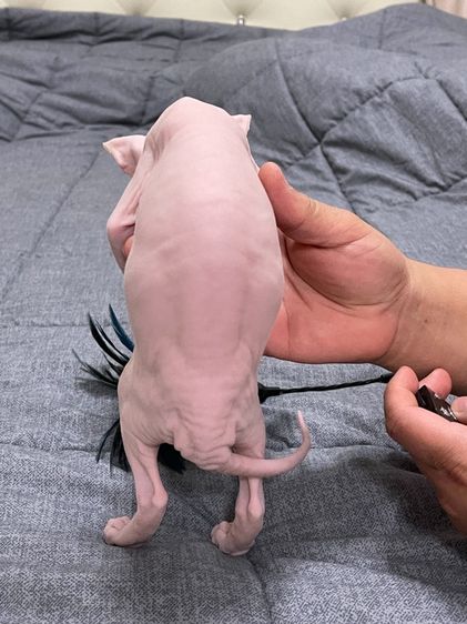 เด็กหญิงสฟิงซ์ขาวล้วน รูปที่ 4