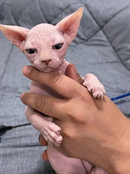 เด็กหญิงสฟิงซ์ขาวล้วน