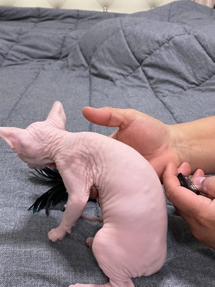 เด็กหญิงสฟิงซ์ขาวล้วน รูปที่ 3