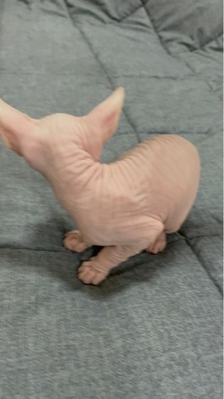 เด็กหญิงสฟิงซ์ขาวล้วน ชมพู รูปที่ 9