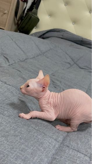 เด็กหญิงสฟิงซ์ขาวล้วน ชมพู รูปที่ 3