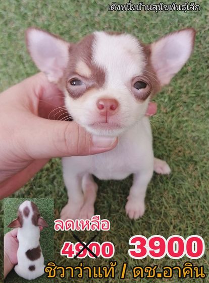 ด้วน ชิวาว่าเเท้ขนสั้น ชายล้วน จัดโปรเริ่ม 2900 รูปที่ 4