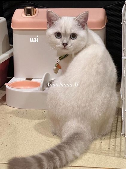 แมวบริติชผสมสก๊อตติช รูปที่ 3