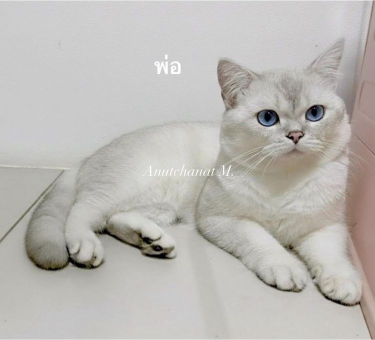 แมวบริติชผสมสก๊อตติช รูปที่ 2