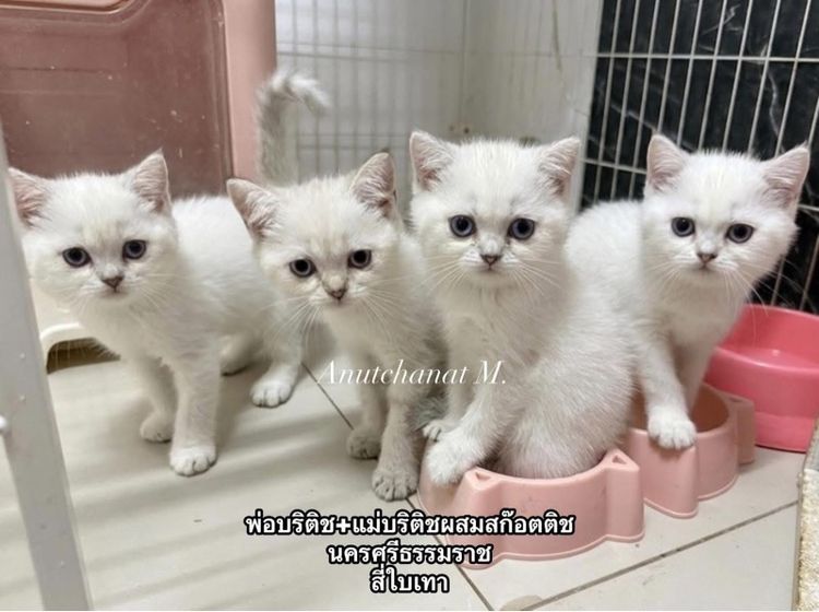 แมวบริติชผสมสก๊อตติช