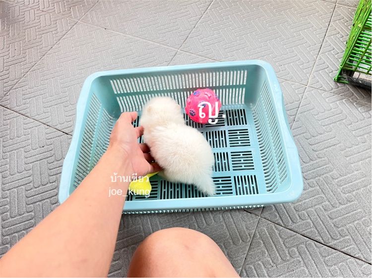 ปอมแท้ ราคาเบา รูปที่ 2