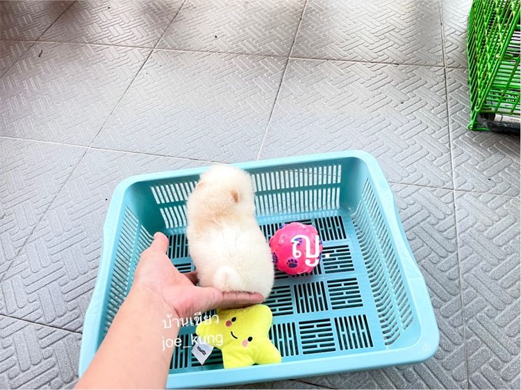 ปอมแท้ ราคาเบา รูปที่ 4