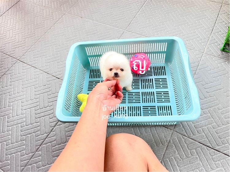 ปอมเมอเรเนียน (Pomeranian) เล็ก ปอมแท้ ราคาเบา