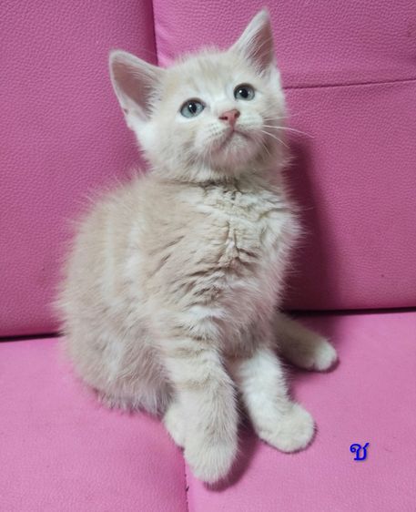 ขายแมวอเมริกัน รูปที่ 4