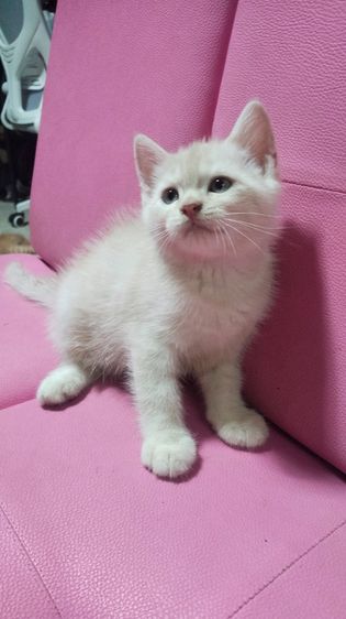 ขายแมวอเมริกัน รูปที่ 3