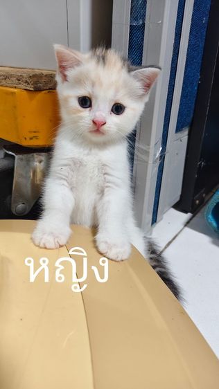 สก็อตตินแท้ พ่อแม่มีใบรับรองสายพันธุ์ รูปที่ 7