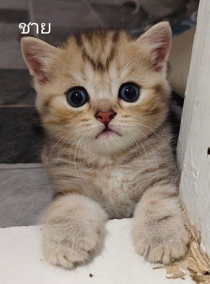 สก็อตตินแท้ พ่อแม่มีใบรับรองสายพันธุ์