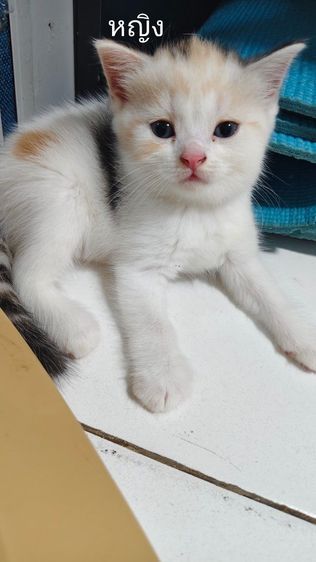 สก็อตตินแท้ พ่อแม่มีใบรับรองสายพันธุ์ รูปที่ 3