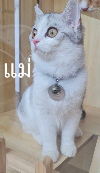 สก็อตตินแท้ พ่อแม่มีใบรับรองสายพันธุ์ รูปที่ 5