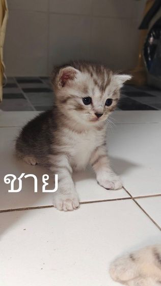 สก็อตตินแท้ พ่อแม่มีใบรับรองสายพันธุ์ รูปที่ 6