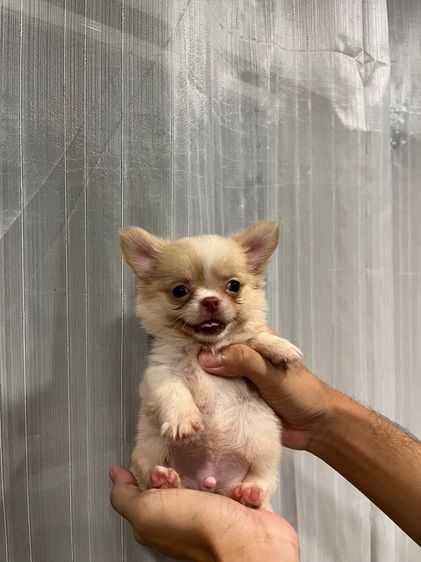 ลูกชิวาว่าขนยาวเพศผู้ รูปที่ 2