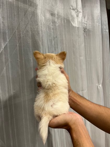 ลูกชิวาว่าขนยาวเพศผู้ รูปที่ 5