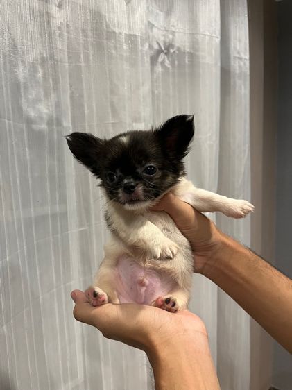 ลูกชิวาว่าขนยาวเพศผู้ รูปที่ 7