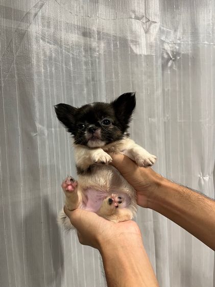 ลูกชิวาว่าขนยาวเพศผู้ รูปที่ 6