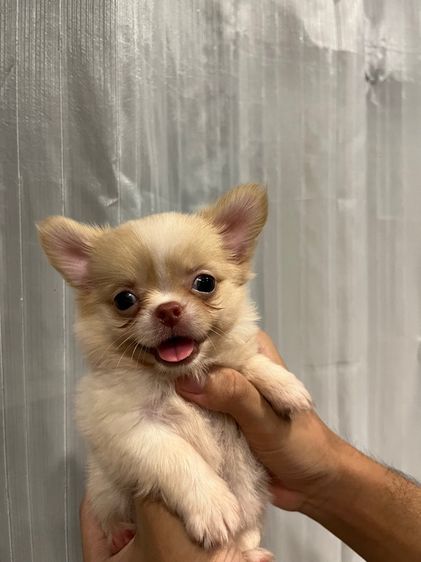 ลูกชิวาว่าขนยาวเพศผู้ รูปที่ 4