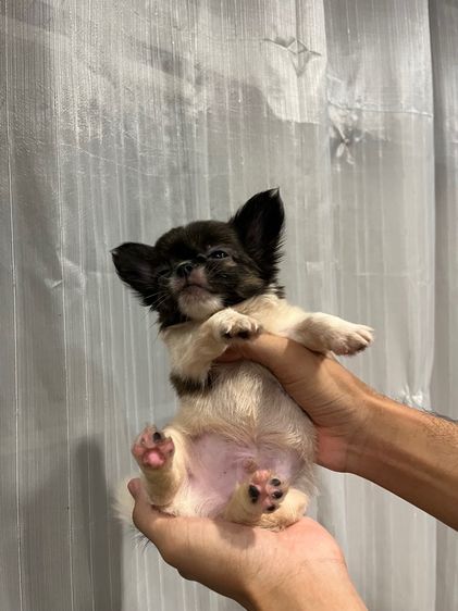 ลูกชิวาว่าขนยาวเพศผู้ รูปที่ 8