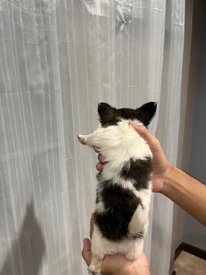 ลูกชิวาว่าขนยาวเพศผู้ รูปที่ 10