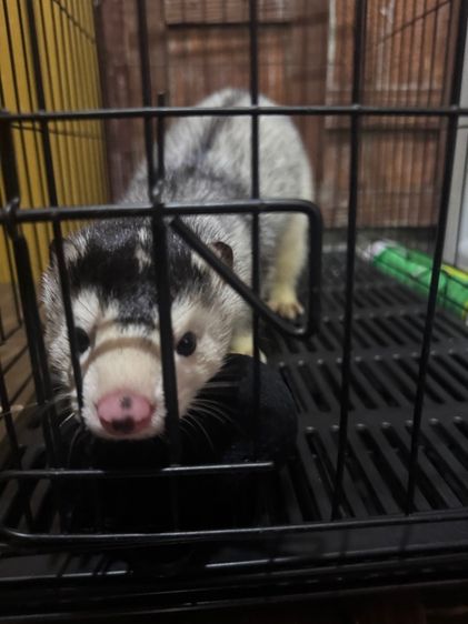 mink สีซิลเวอร์ รูปที่ 4