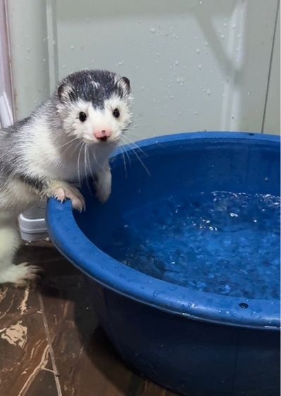 mink สีซิลเวอร์ รูปที่ 7