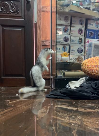 mink สีซิลเวอร์ รูปที่ 8