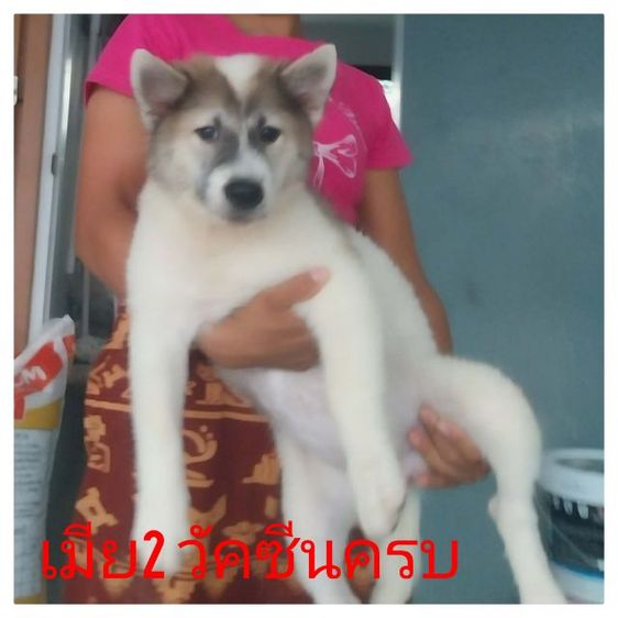 บางแก้วแท้วัคชีนครบ3เข็มอายุ4เดือนพร้อมใช้งาน