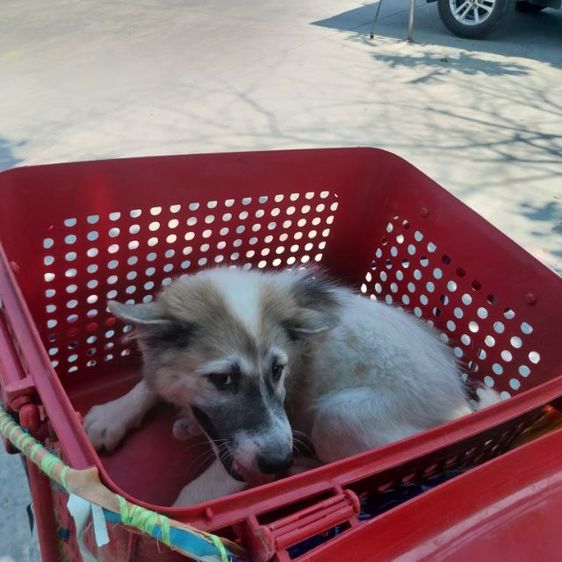 บางแก้วแท้วัคชีนครบ3เข็มอายุ4เดือนพร้อมใช้งาน รูปที่ 2