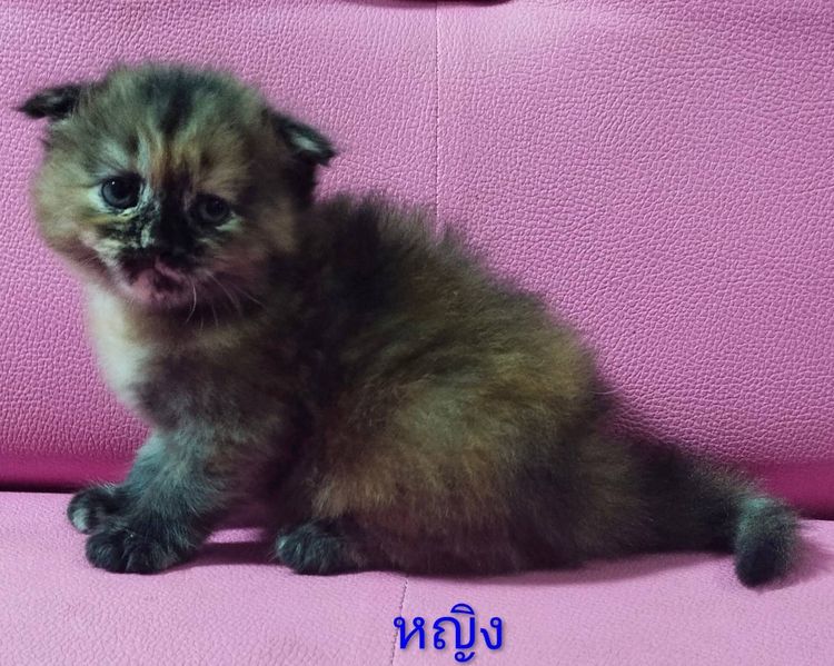 แมวเปอร์เซีย กทม