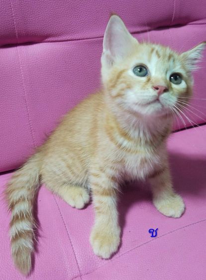 แมวเปอร์เซีย กทม รูปที่ 8