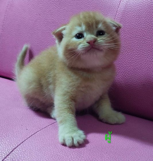 แมวเปอร์เซีย กทม รูปที่ 4
