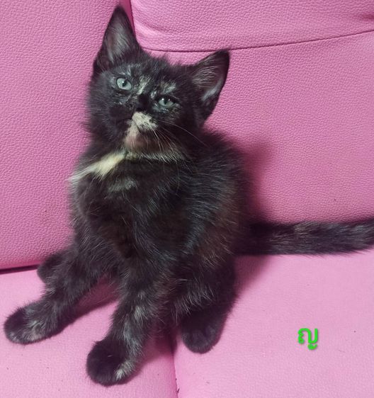 แมวเปอร์เซีย กทม รูปที่ 6