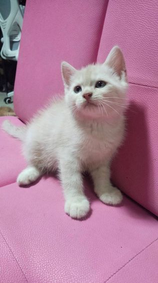 แมวเปอร์เซีย กทม รูปที่ 12