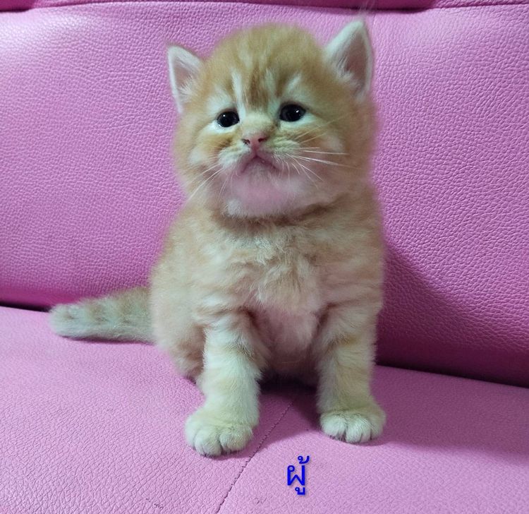 แมวเปอร์เซีย กทม รูปที่ 5