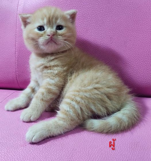 แมวเปอร์เซีย กทม รูปที่ 2