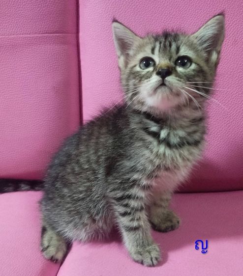 แมวเปอร์เซีย กทม รูปที่ 9