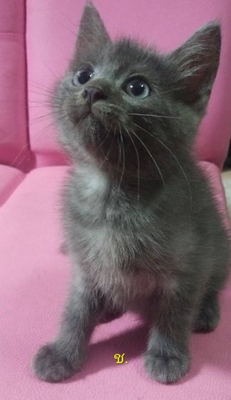 แมวเปอร์เซีย กทม รูปที่ 11