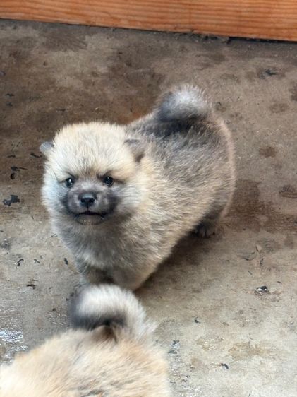 น้องหมาน่ารัก รูปที่ 4