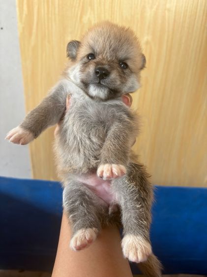 น้องหมาน่ารัก รูปที่ 2