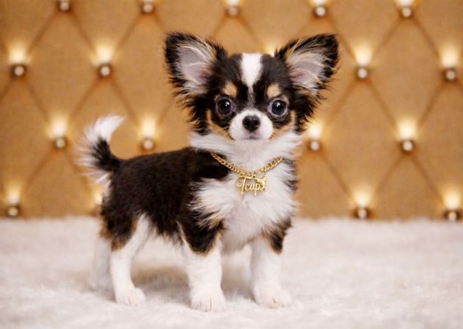 🇹🇭Girl(Tcupsweethome)