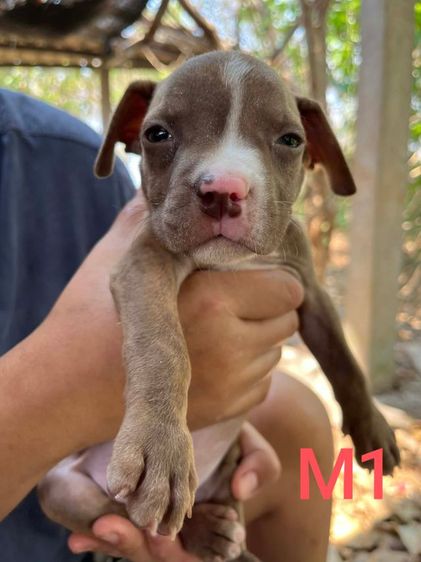 ลูกสุนัขพิทบลู เพศผู้ รูปที่ 2